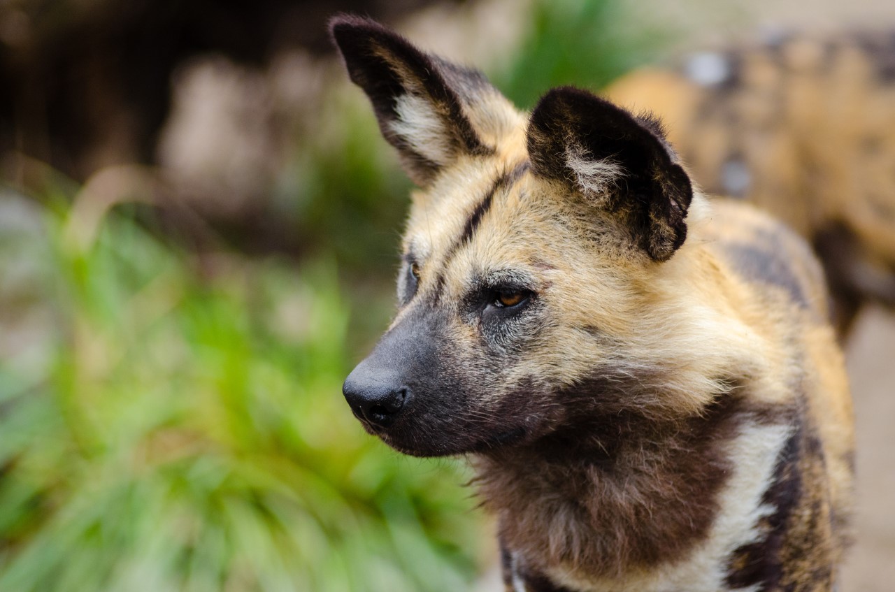 Endangered Species - African Wild Dog