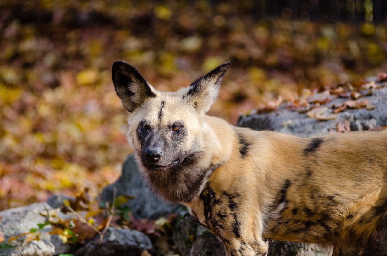 Endangered Species - African Wild Dog