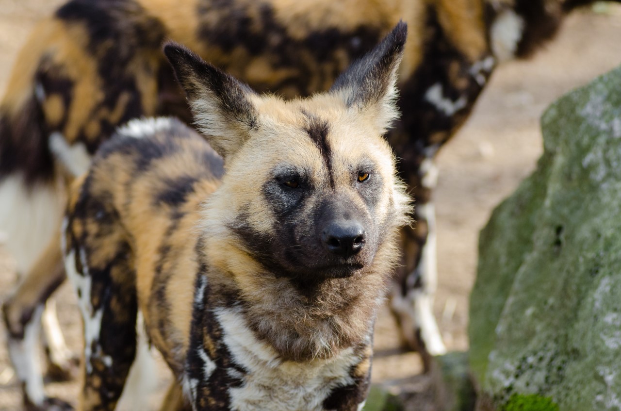 Endangered Species - African Wild Dog