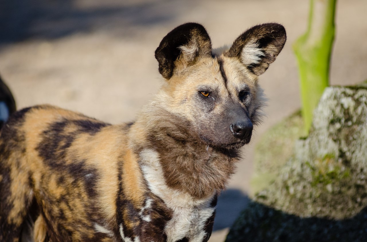 Endangered Species - African Wild Dog