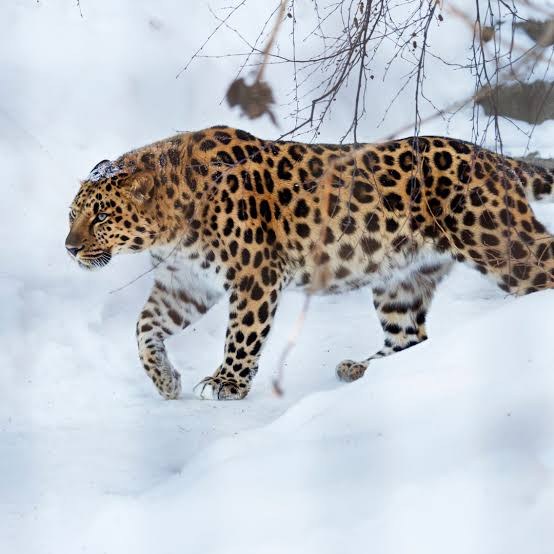 Amur Leopard - Fun facts