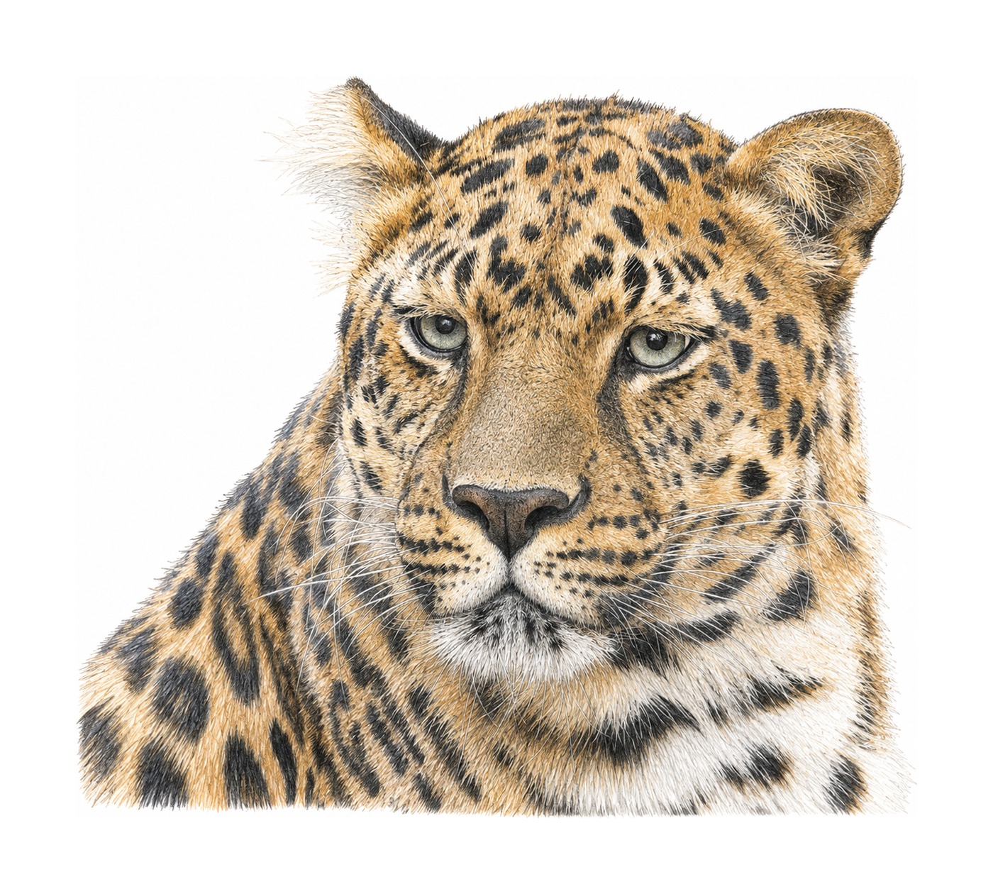 Amur Leopard