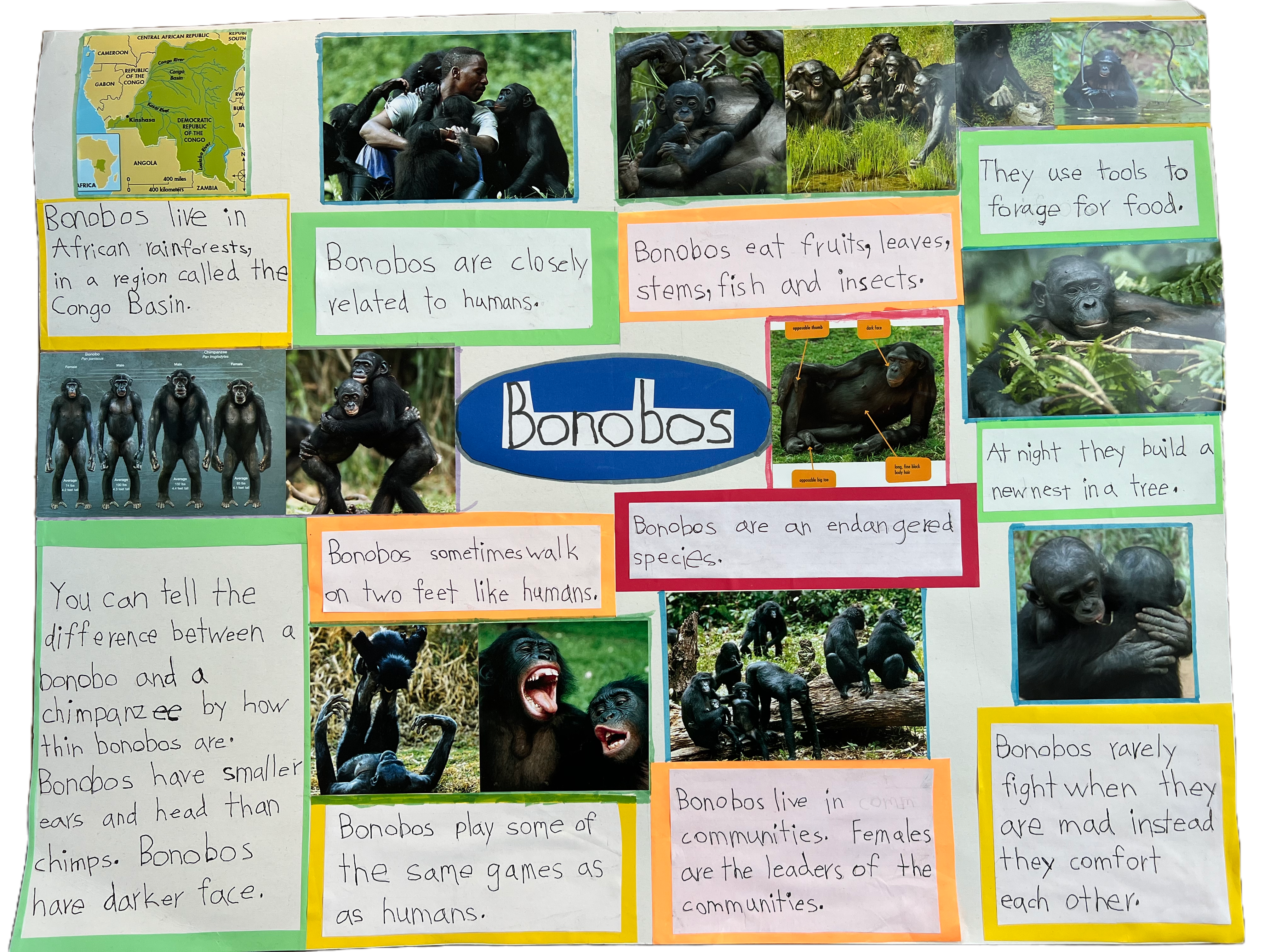 Endangered Animals - Bonobo - Map