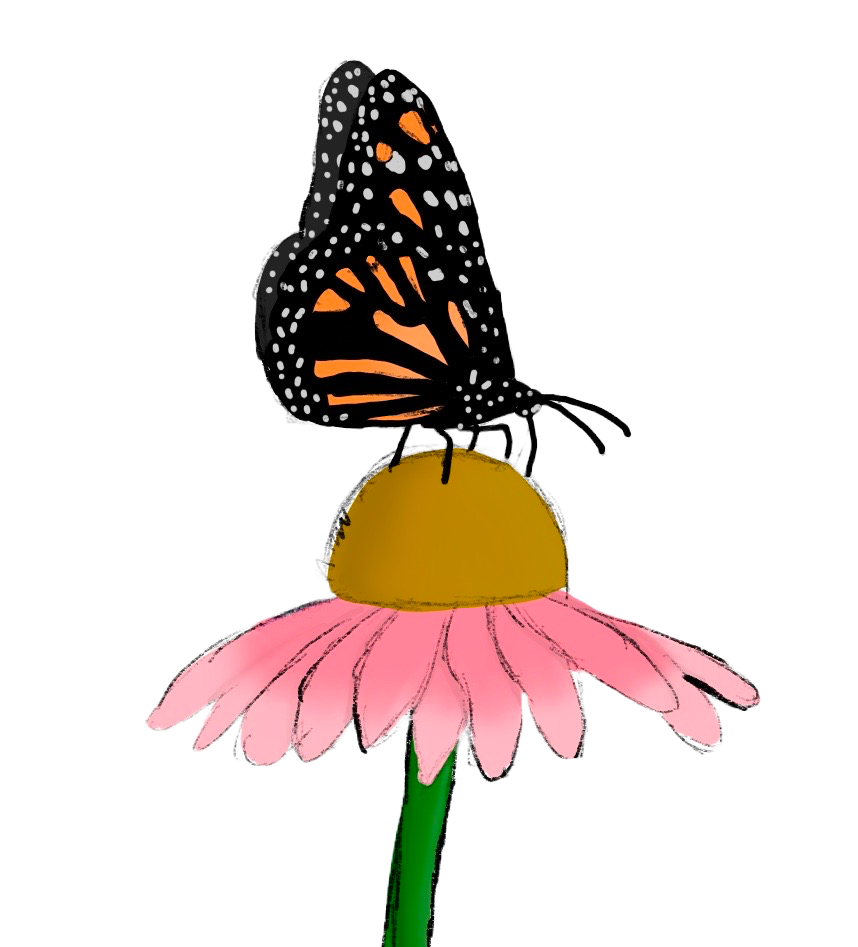 ENDANGERED Species - Monarch Butterfly