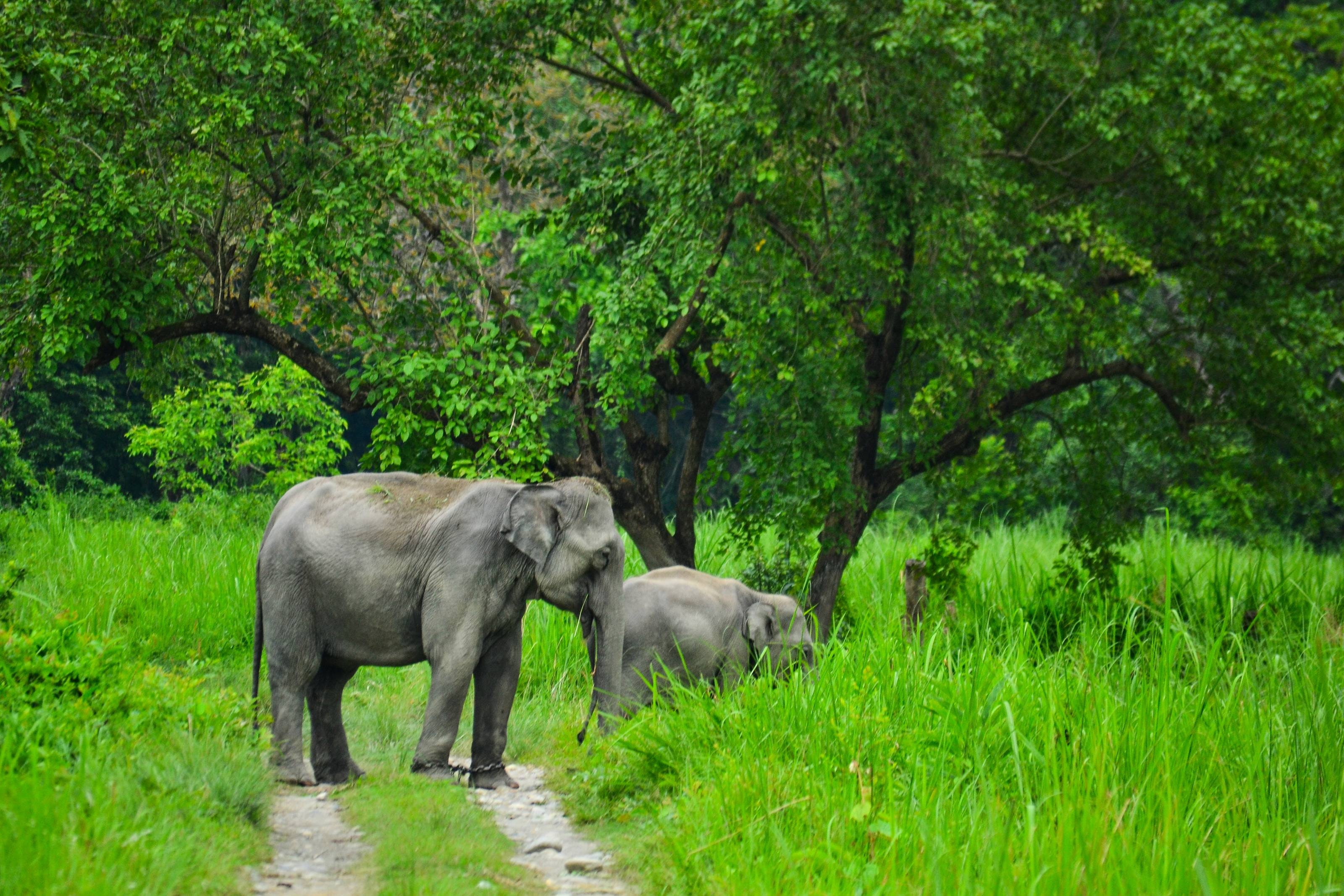 Asian Elephant - Fun facts