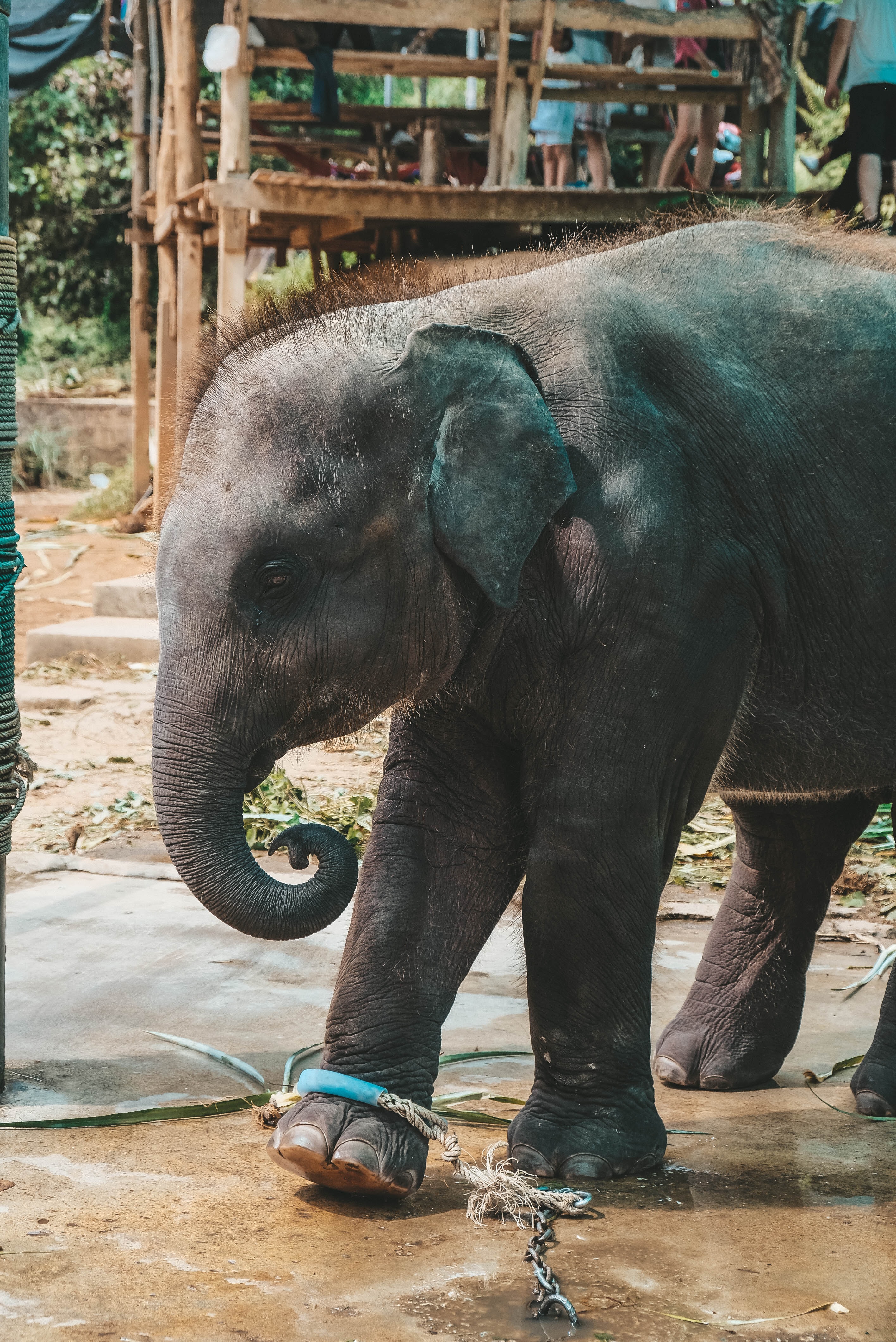 Asian Elephant - Fun facts