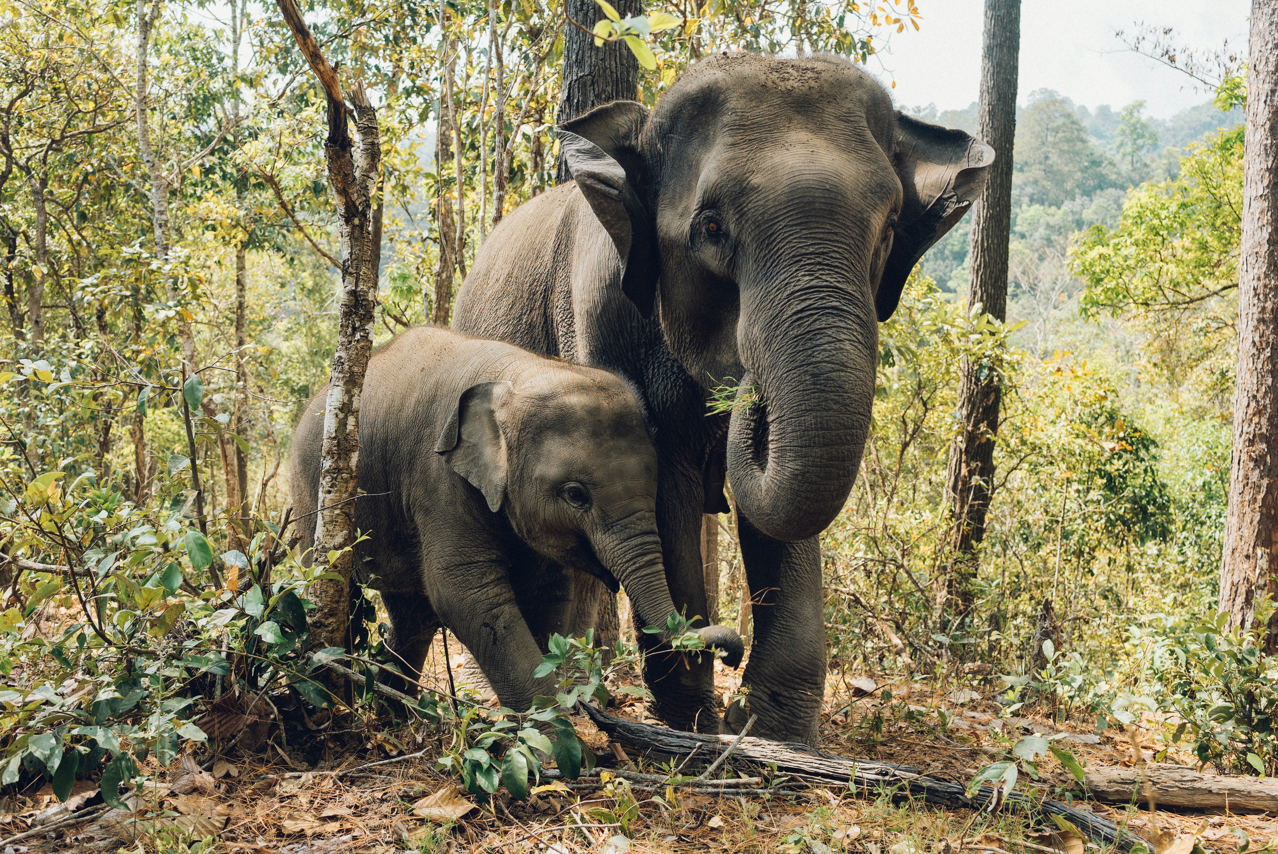 Asian Elephant - Fun facts