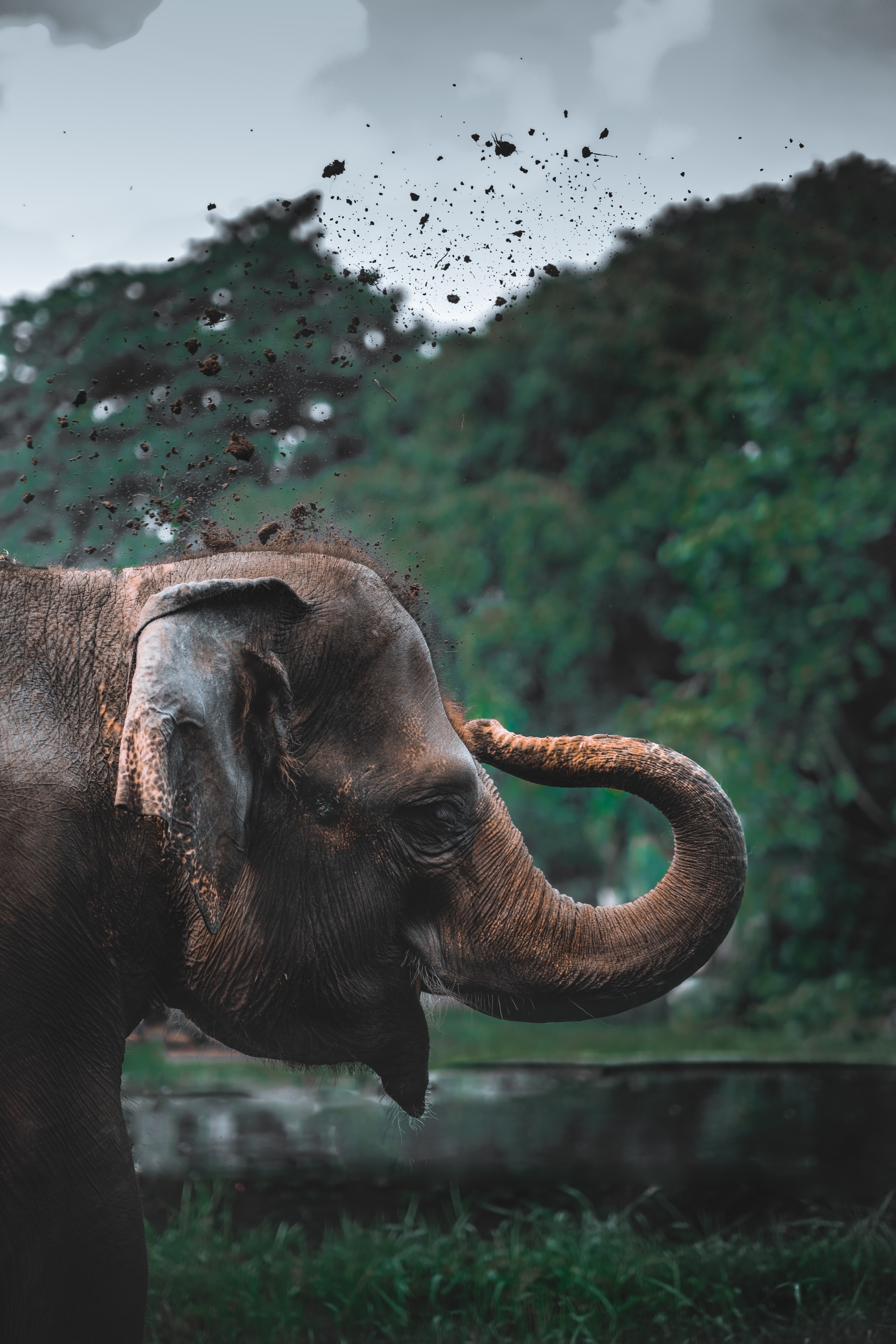 Asian Elephant - Fun facts