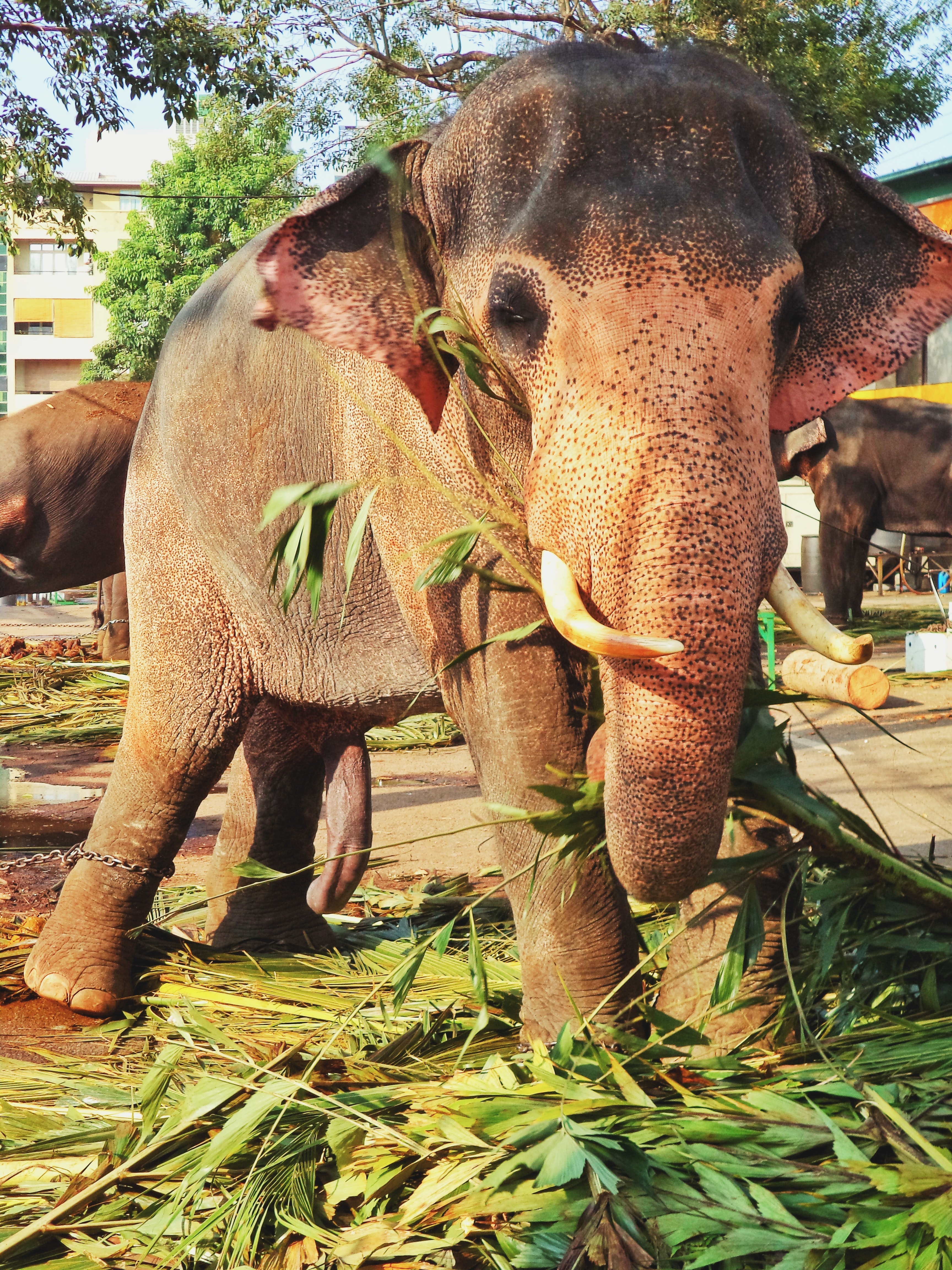 Endangered Animal - Asian Elephant