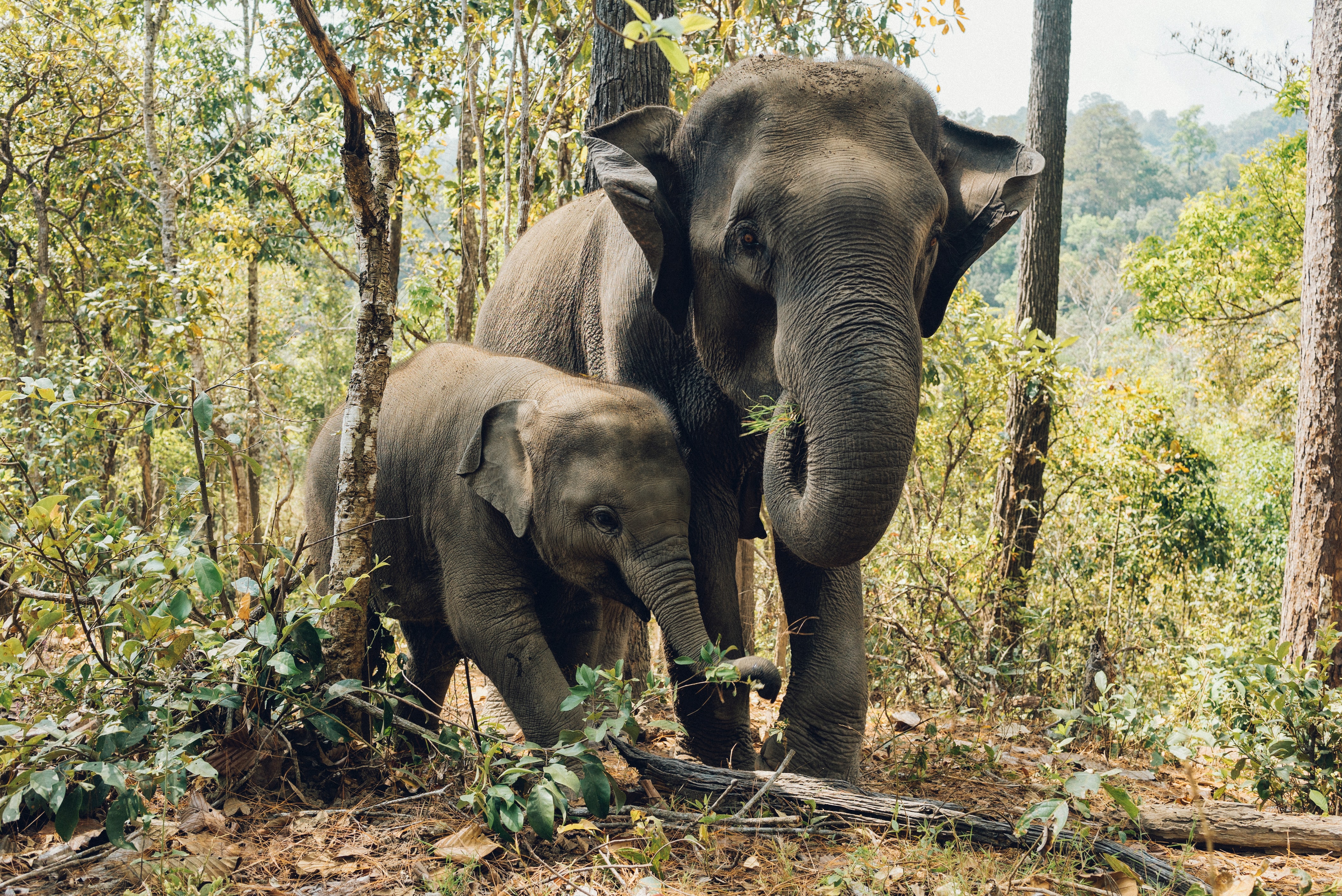 Endangered Animal - Asian Elephant