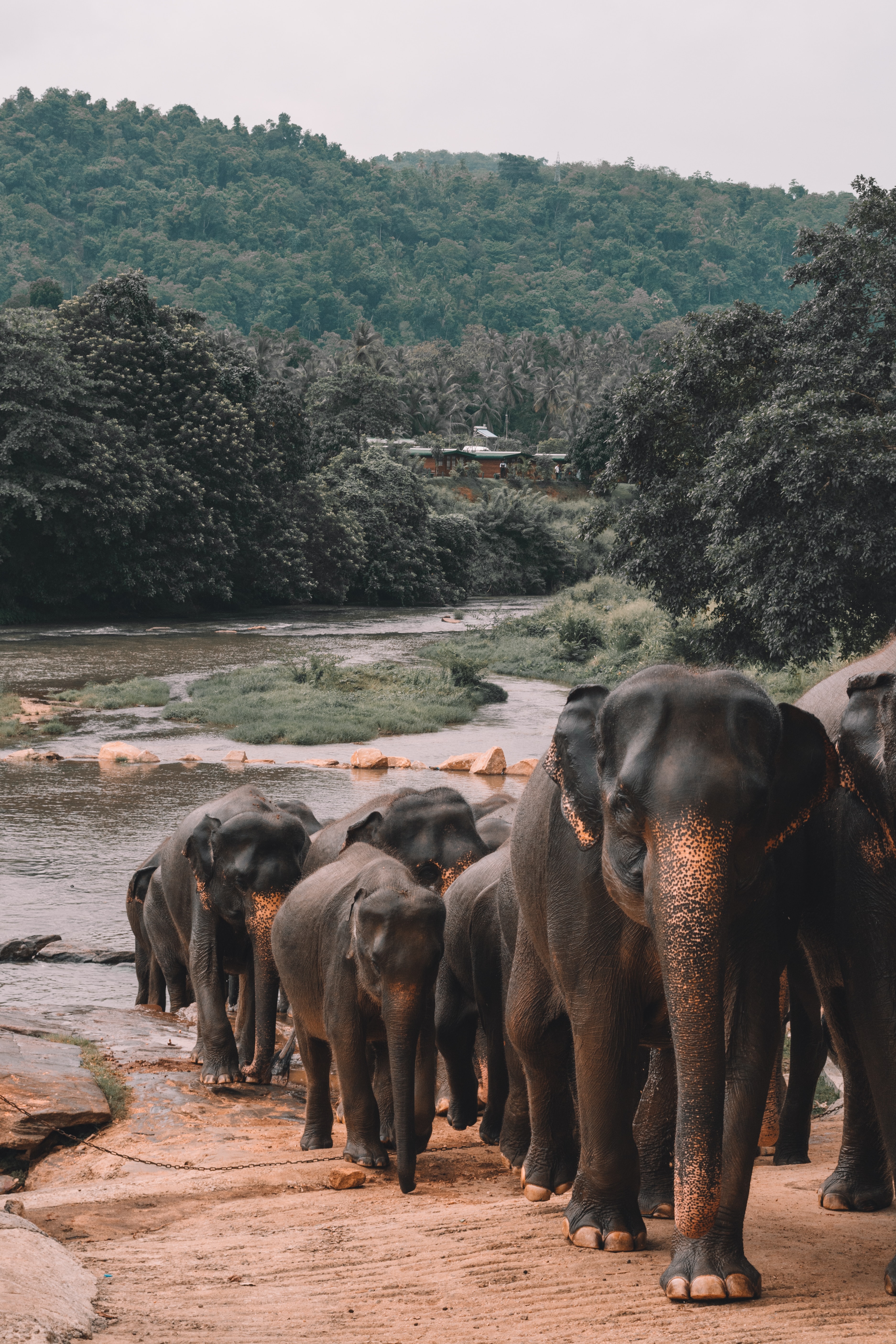 Endangered Animal - Asian Elephant