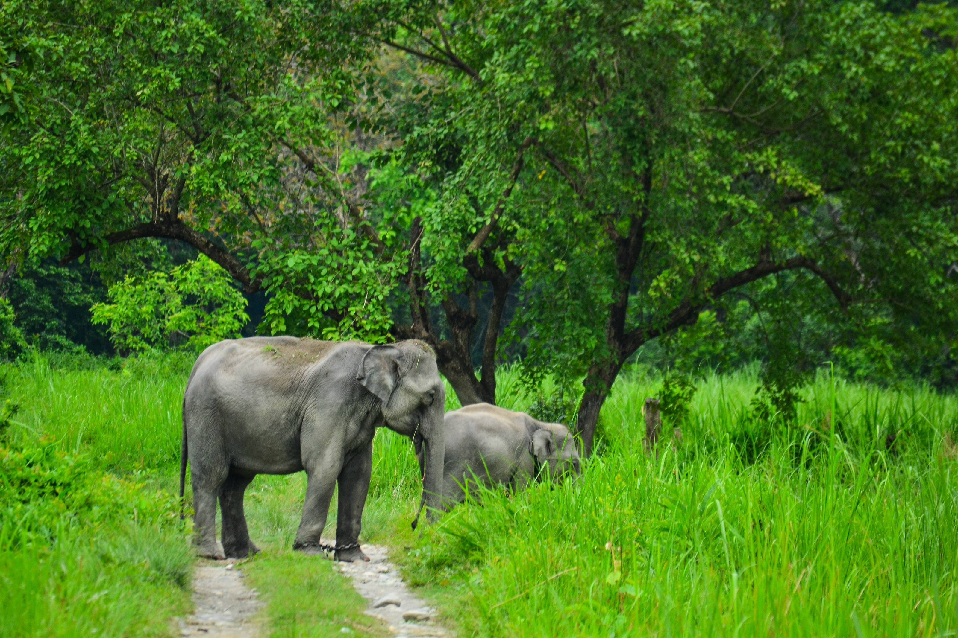 Endangered Animal - Asian Elephant