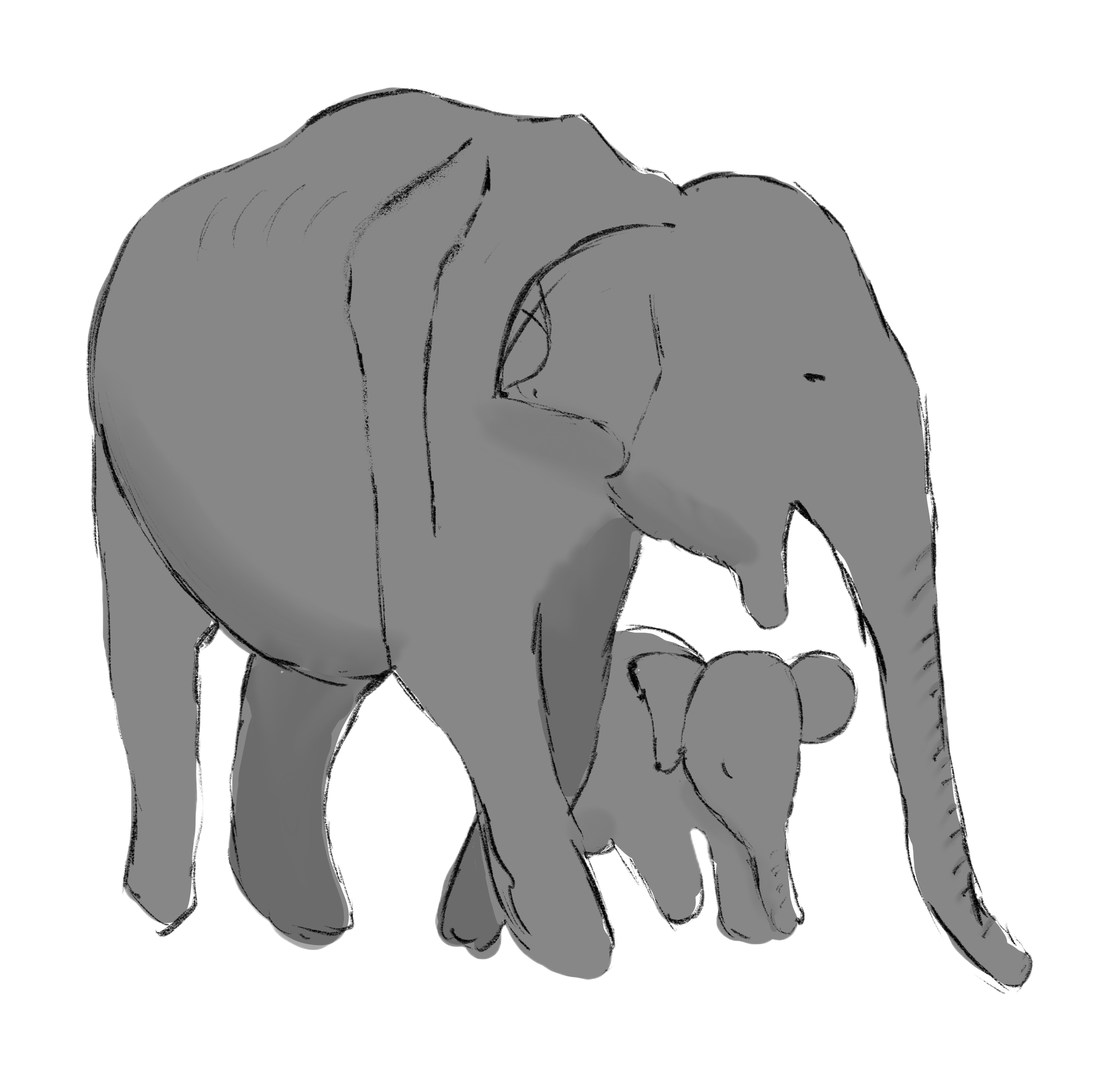 Asian Elephant
