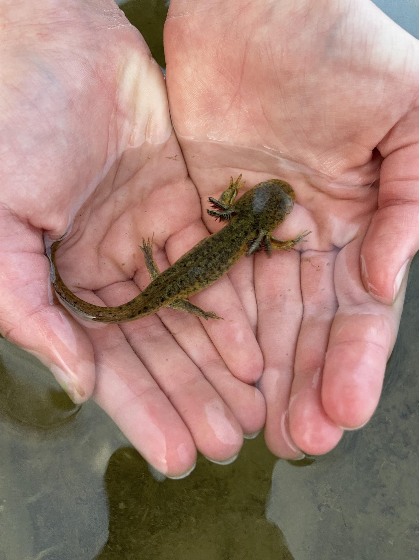 Axolotl - Fun facts