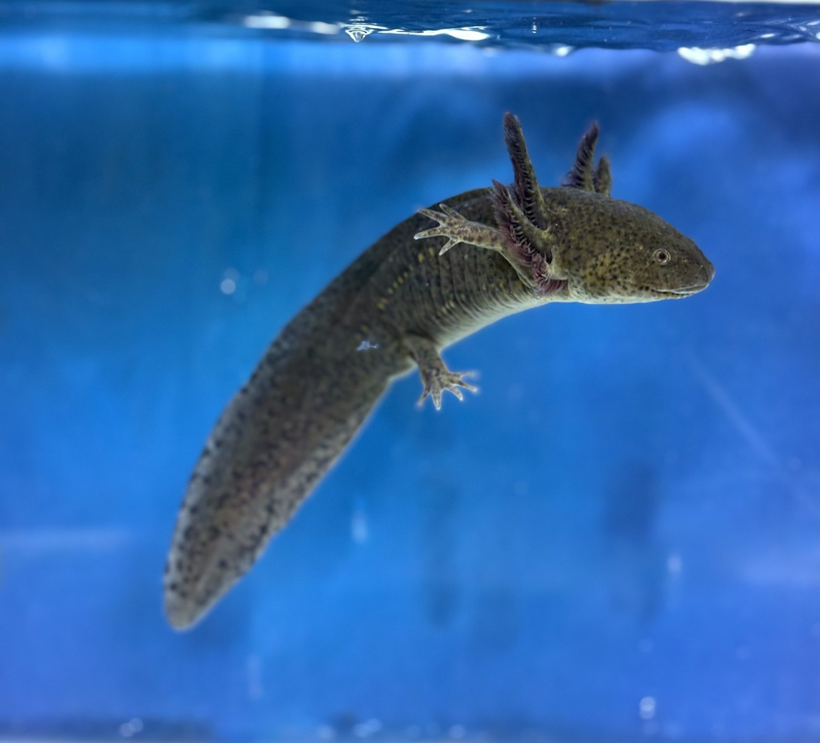 Axolotl - Fun facts