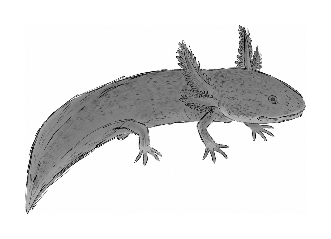 Axolotl