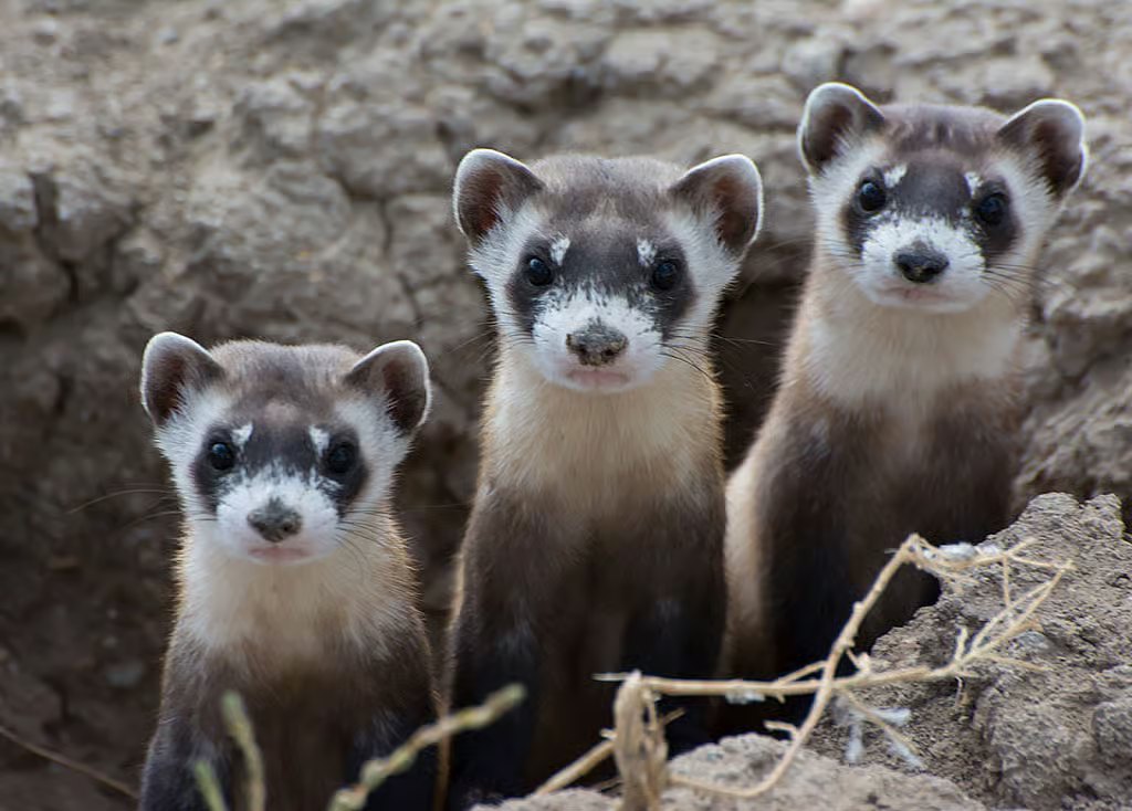 Black-Footed Ferret - Fun facts