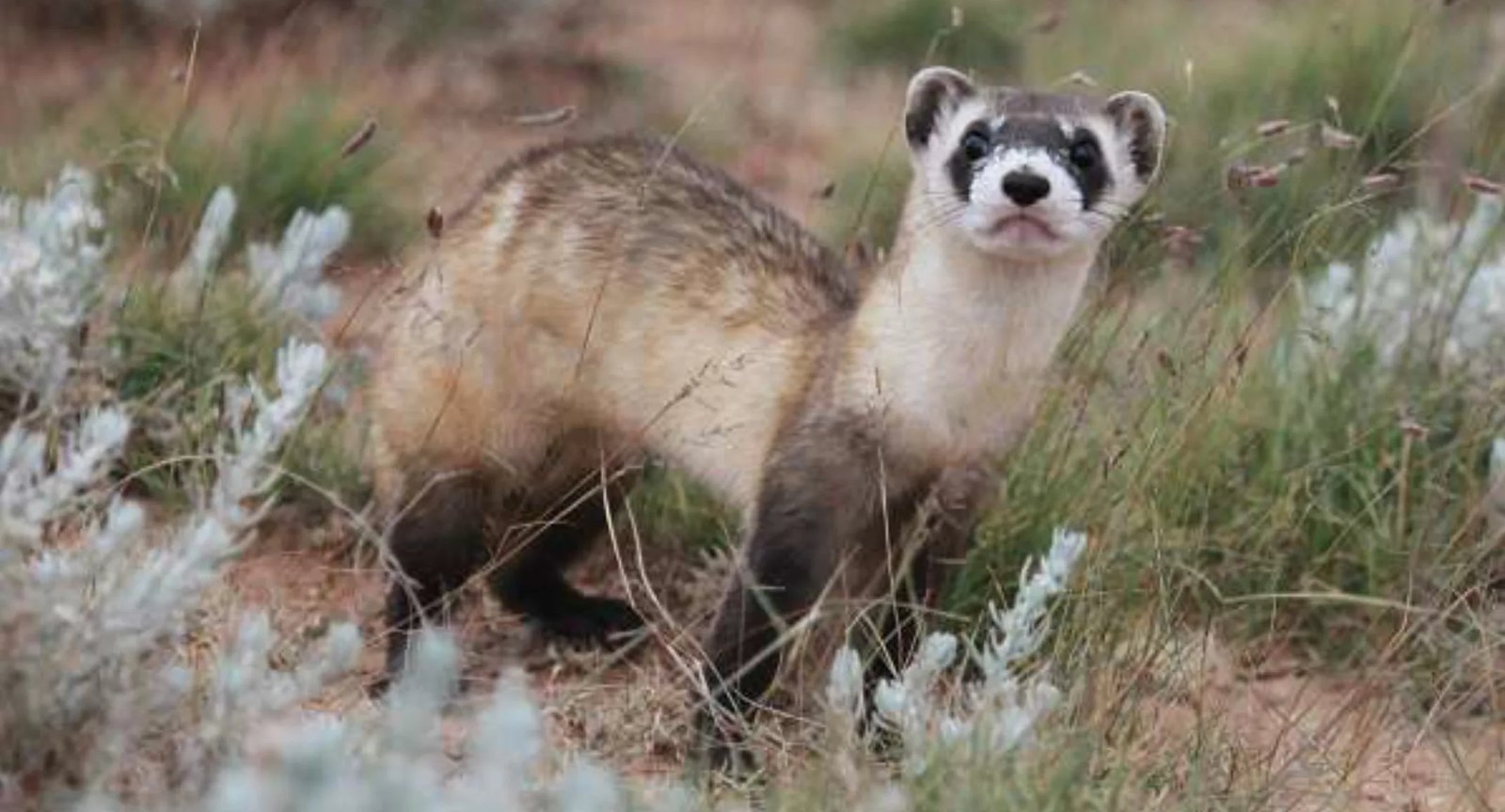 Black-Footed Ferret - Fun facts