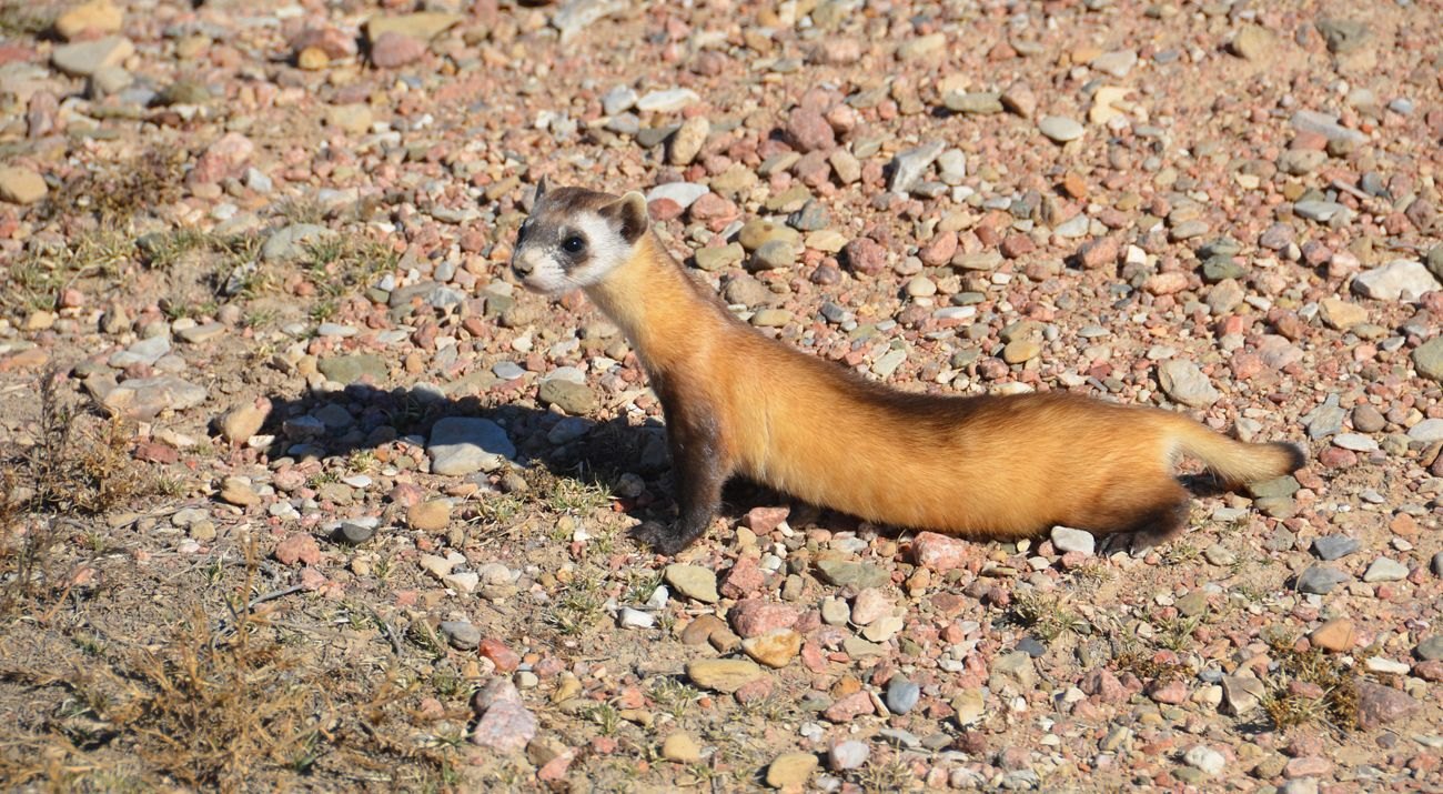 Black-Footed Ferret - Fun facts