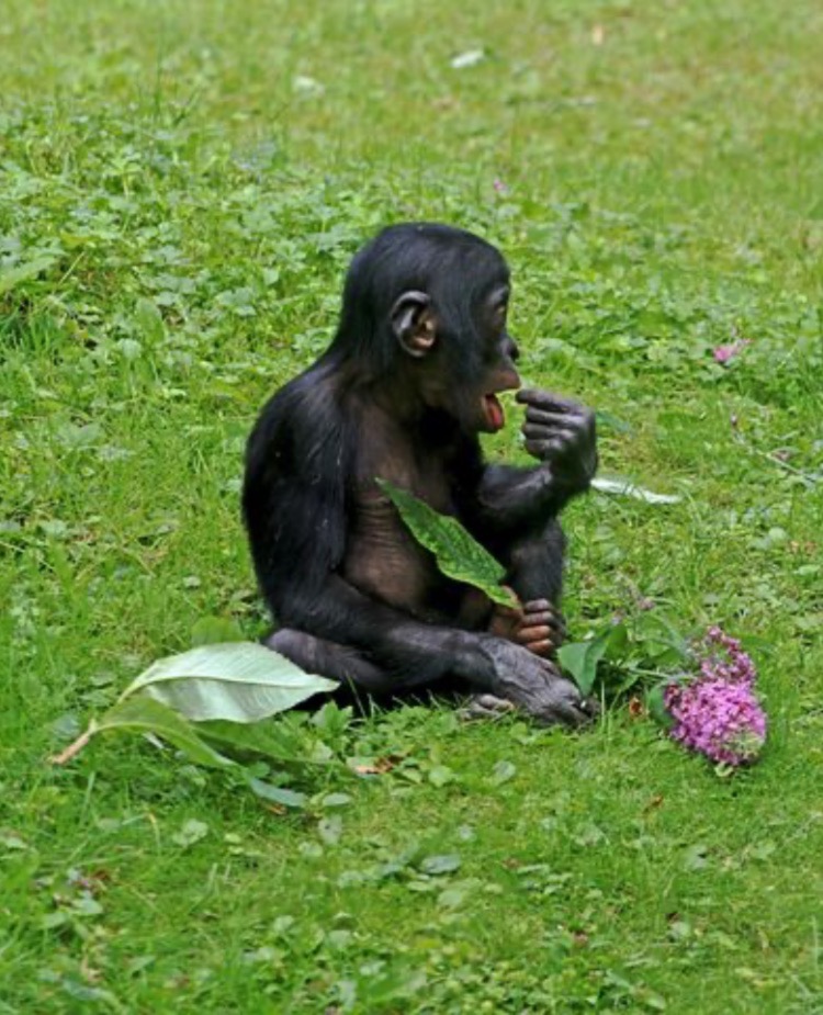 Endangered Animal - Bonobo