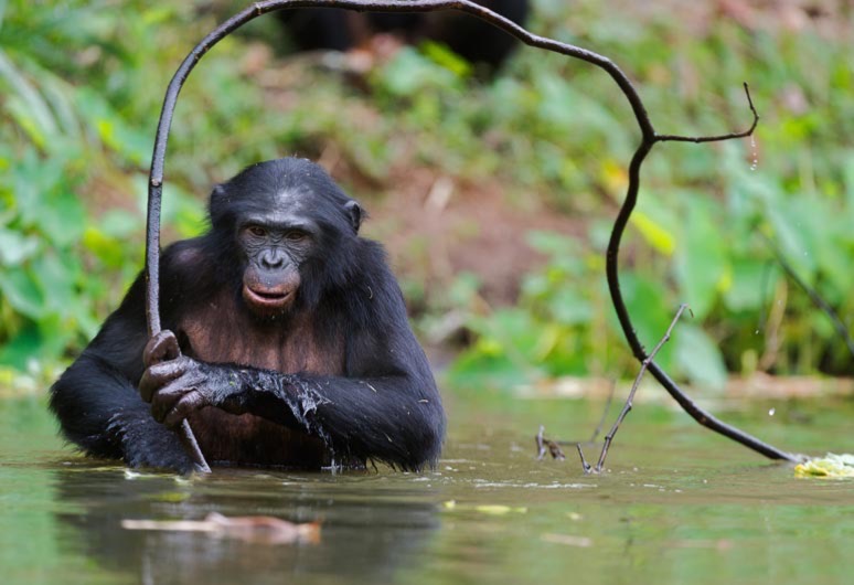 Endangered Animal - Bonobo