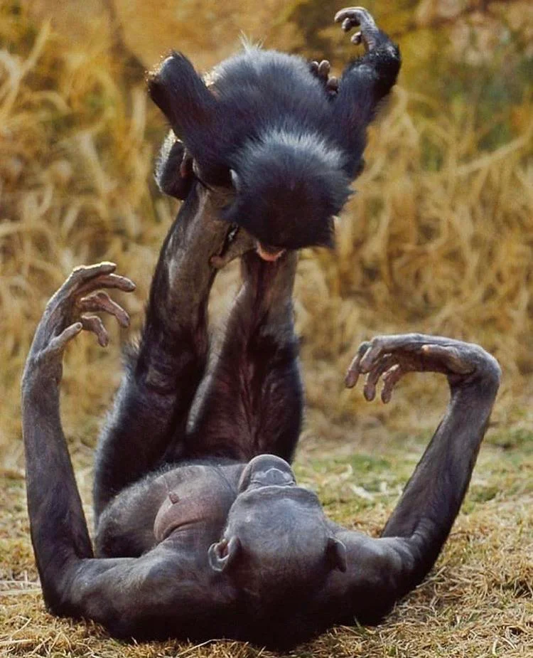 Bonobo - Fun facts
