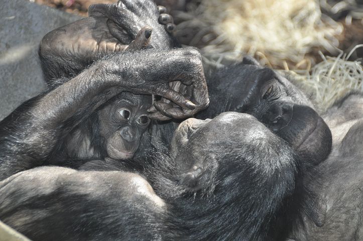 Endangered Animal - Bonobo