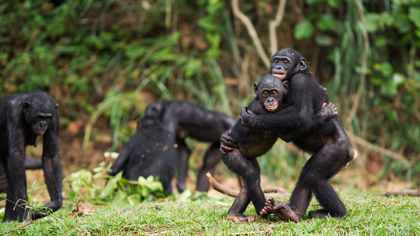 Endangered Animal - Bonobo