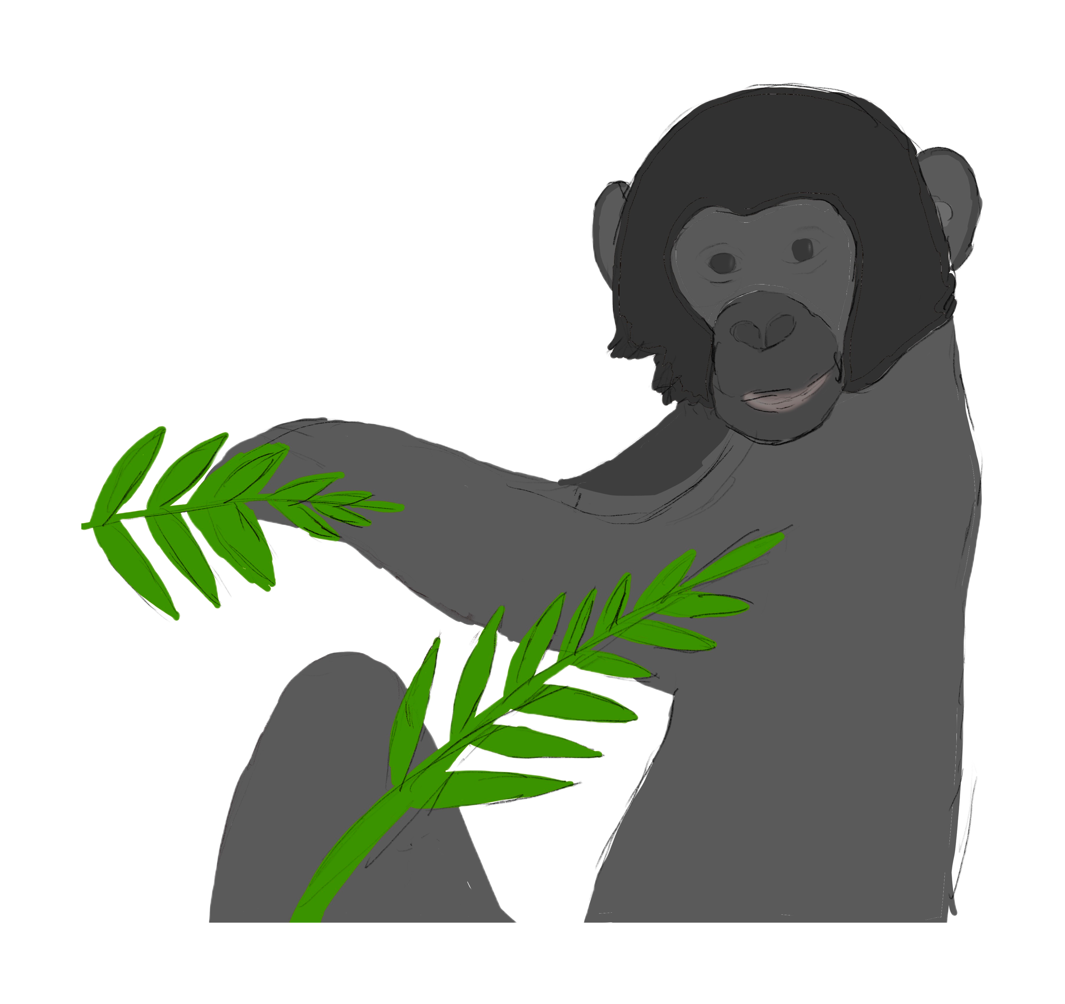 Bonobo