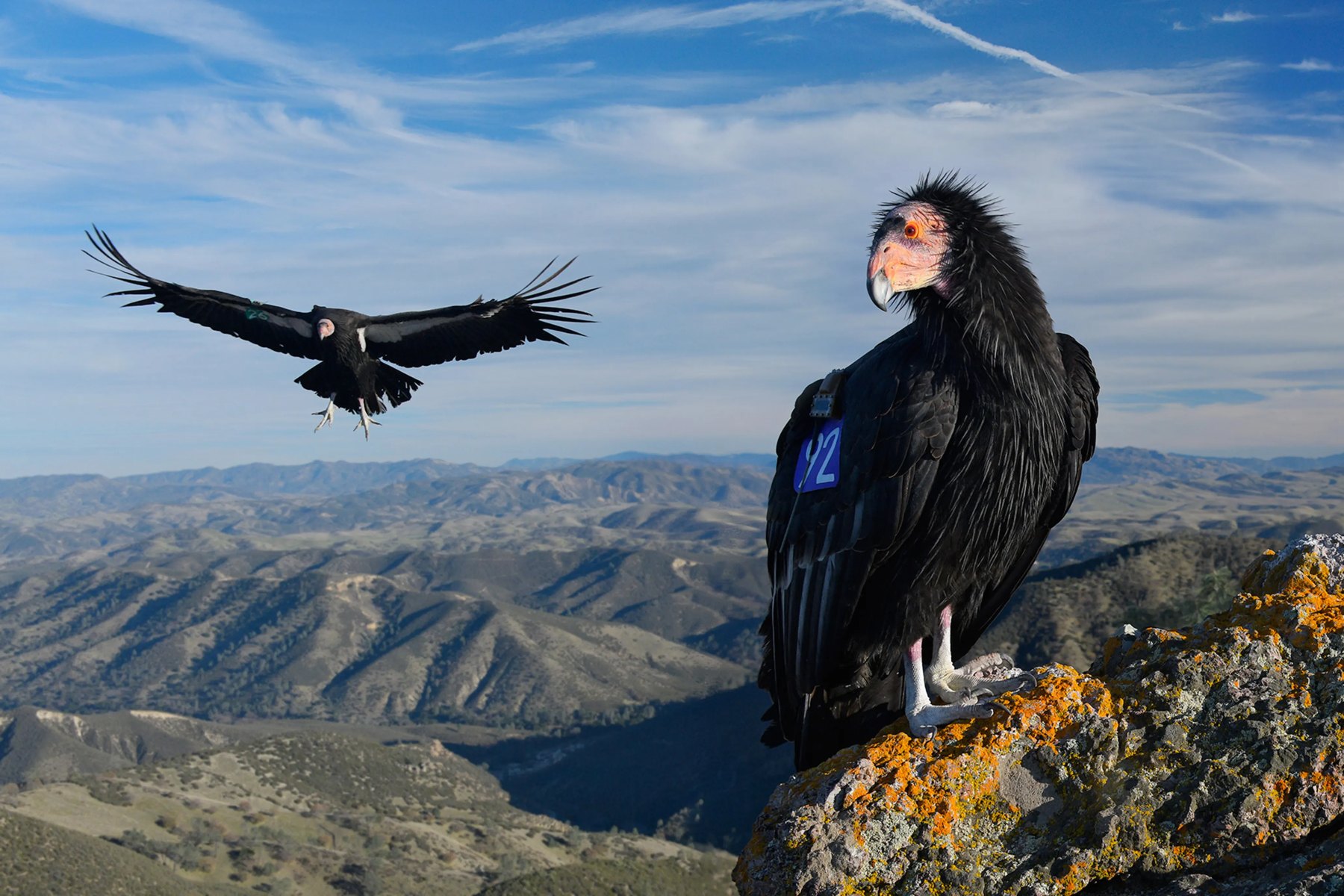 California Condor - Fun facts