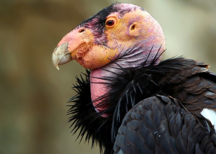 California Condor - Fun facts