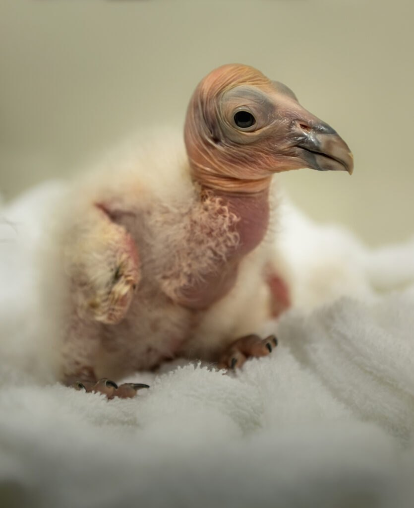 California Condor - Fun facts