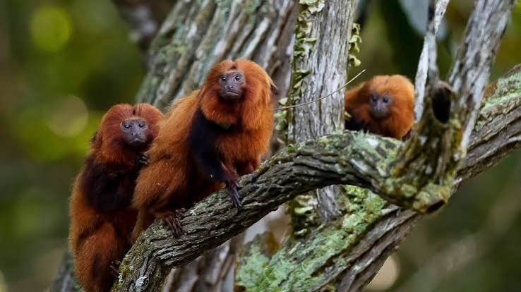 Golden Lion Tamarin - Fun facts