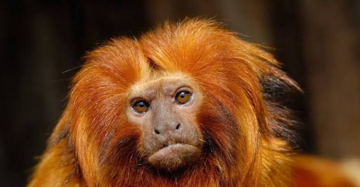 Golden Lion Tamarin - Fun facts