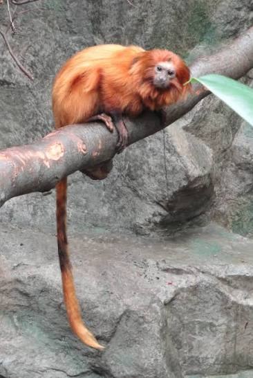 Golden Lion Tamarin - Fun facts