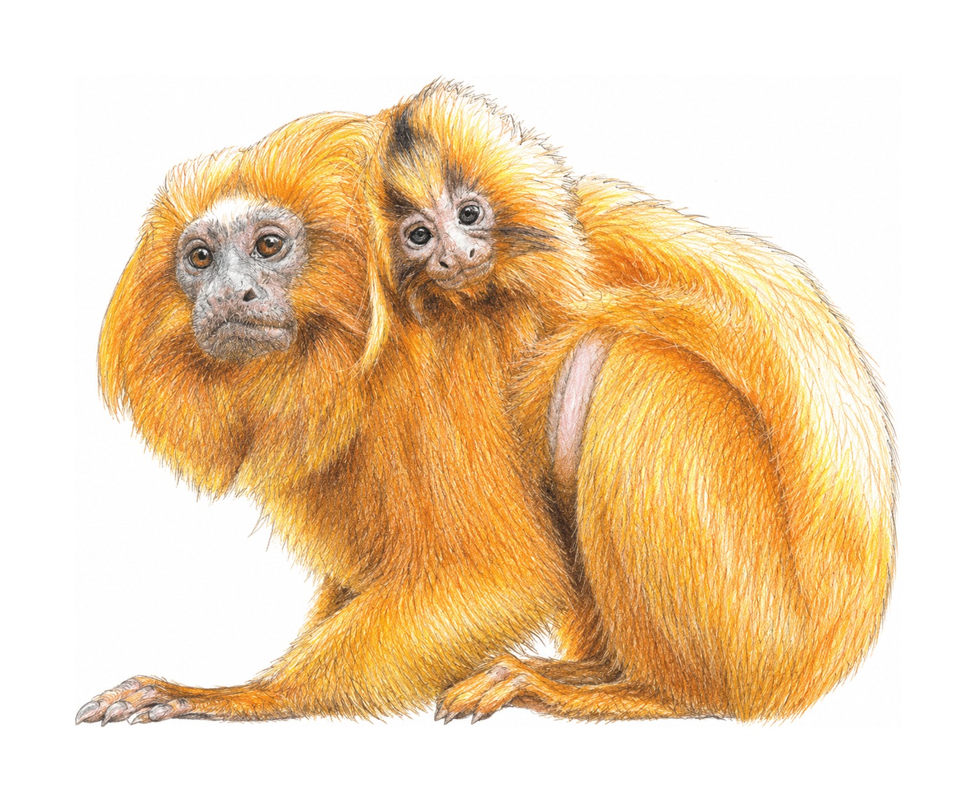 Golden Lion Tamarin