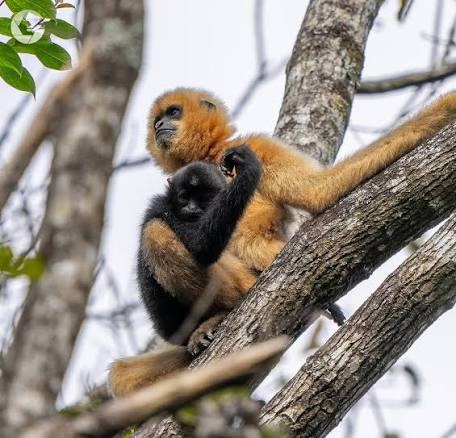 Hainan Gibbon - Fun facts