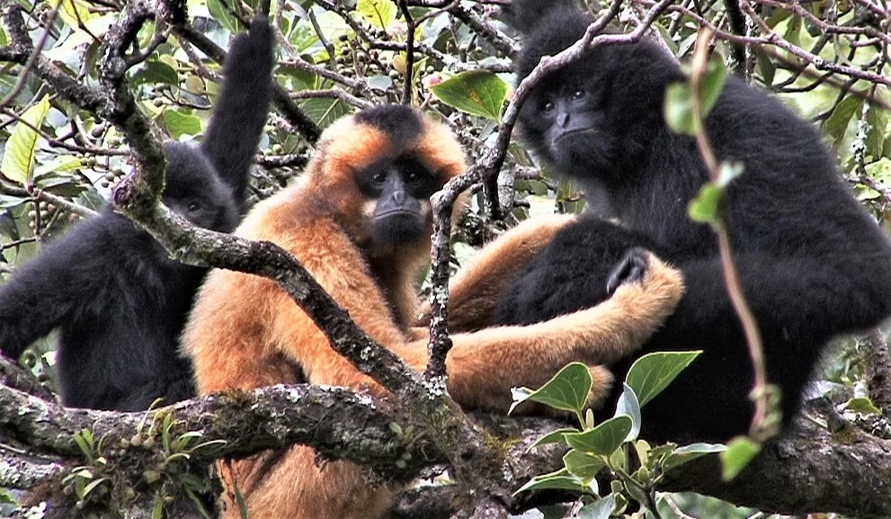 Hainan Gibbon - Fun facts