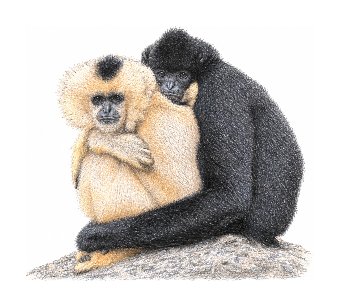 Hainan Gibbon