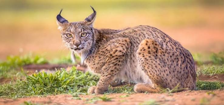 Iberian Lynx - Fun facts