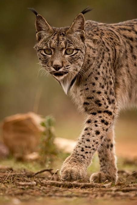 Iberian Lynx - Fun facts