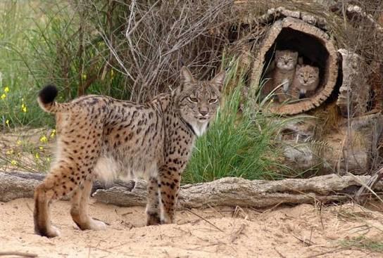 Iberian Lynx - Fun facts
