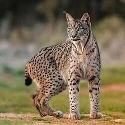 Iberian Lynx - Fun facts