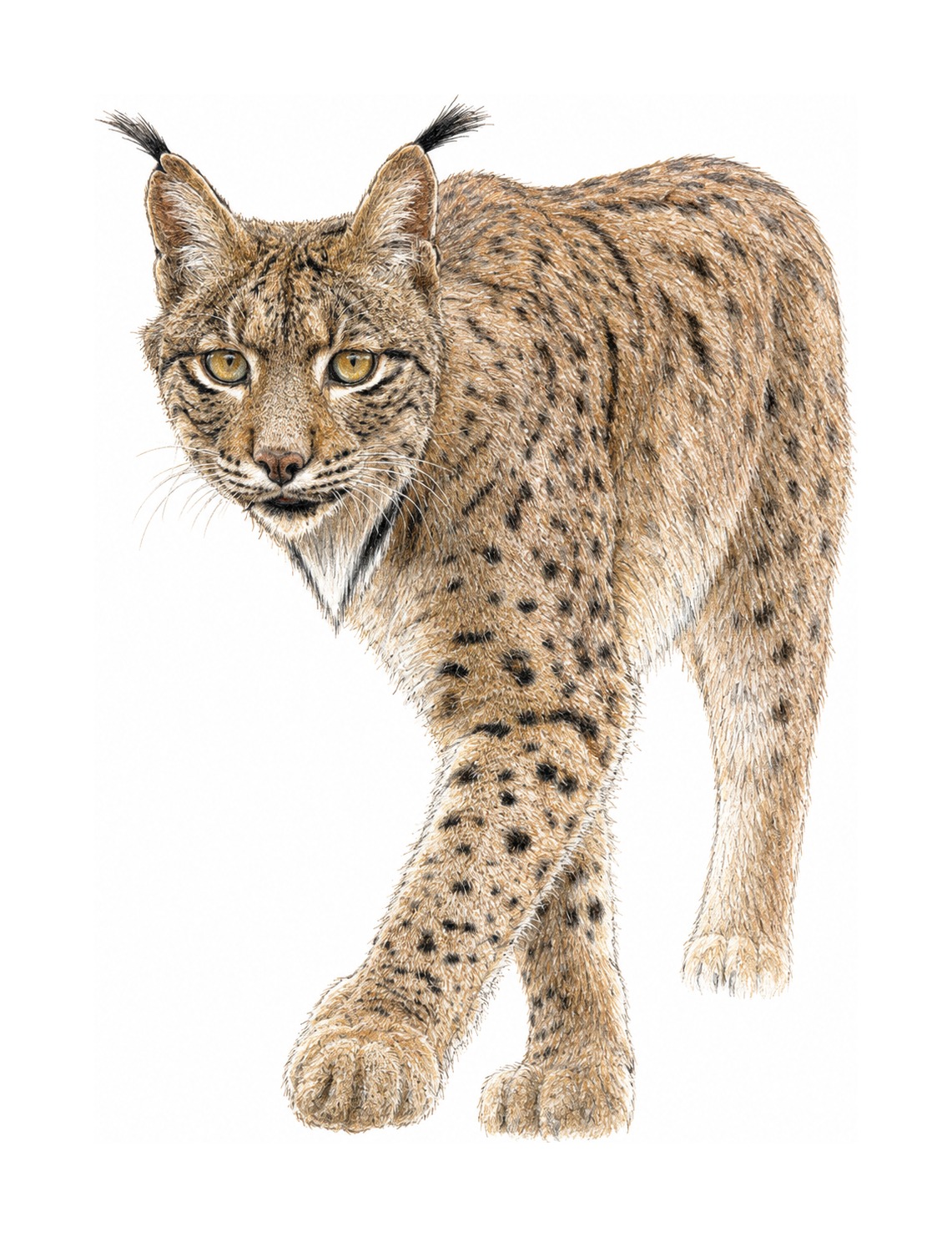 Iberian Lynx