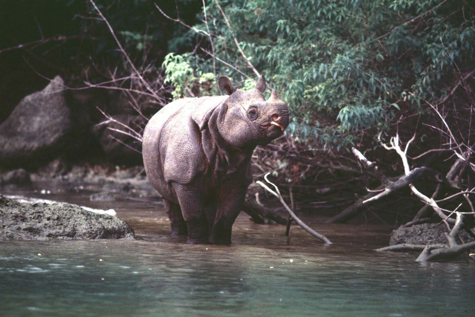 Javan Rhino - Fun facts