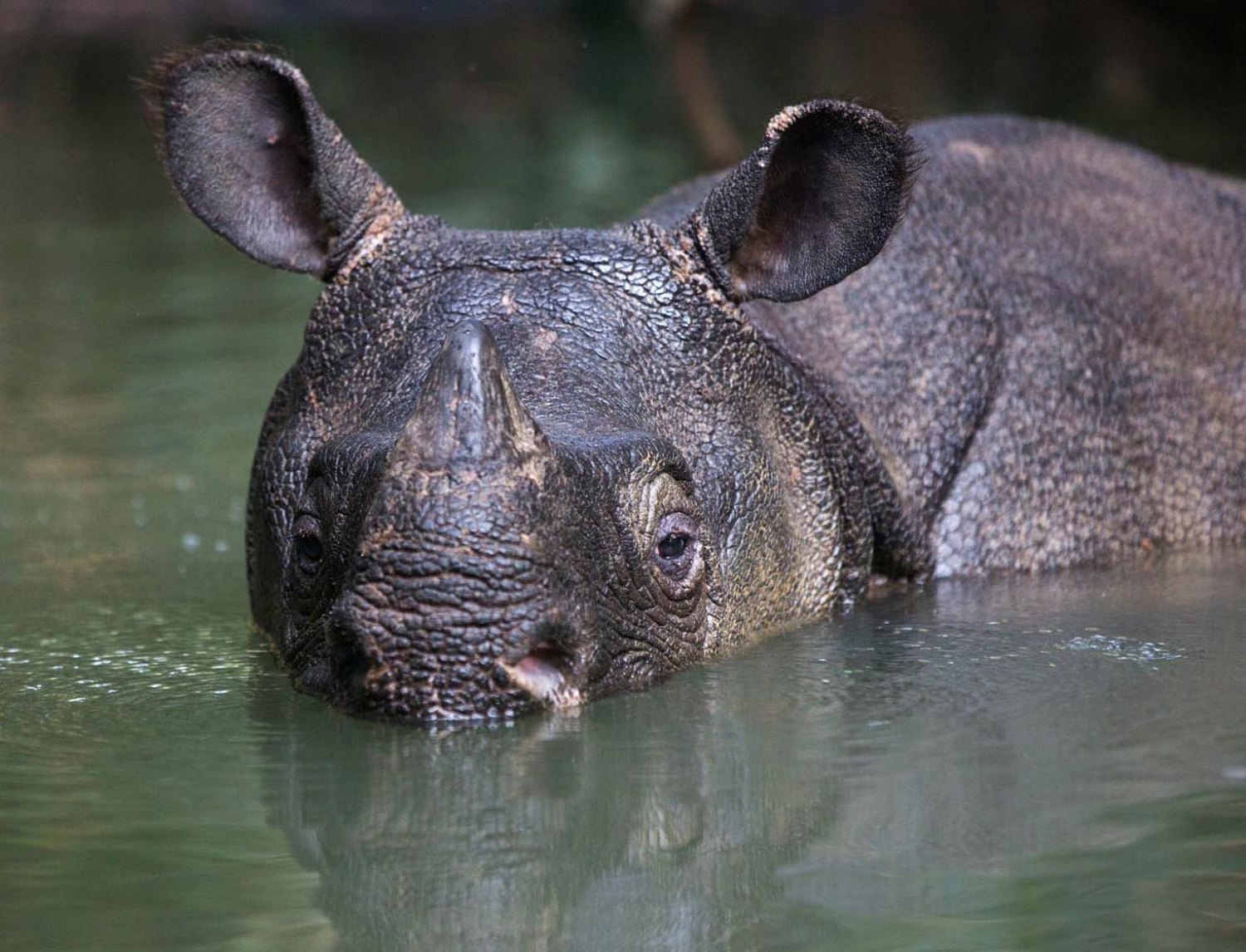 Javan Rhino - Fun facts
