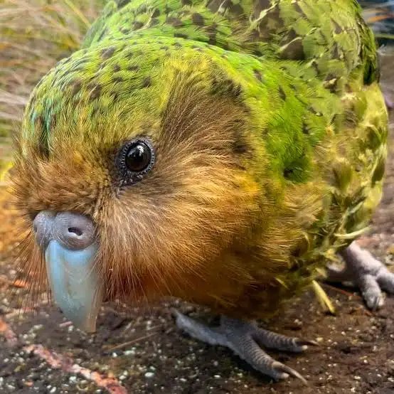 Kakapo - Fun facts
