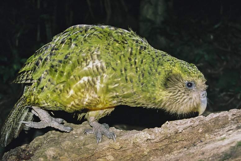 Kakapo - Fun facts