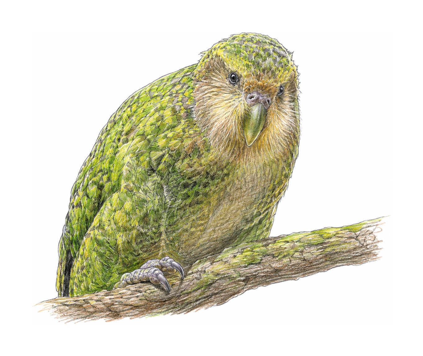 Kakapo