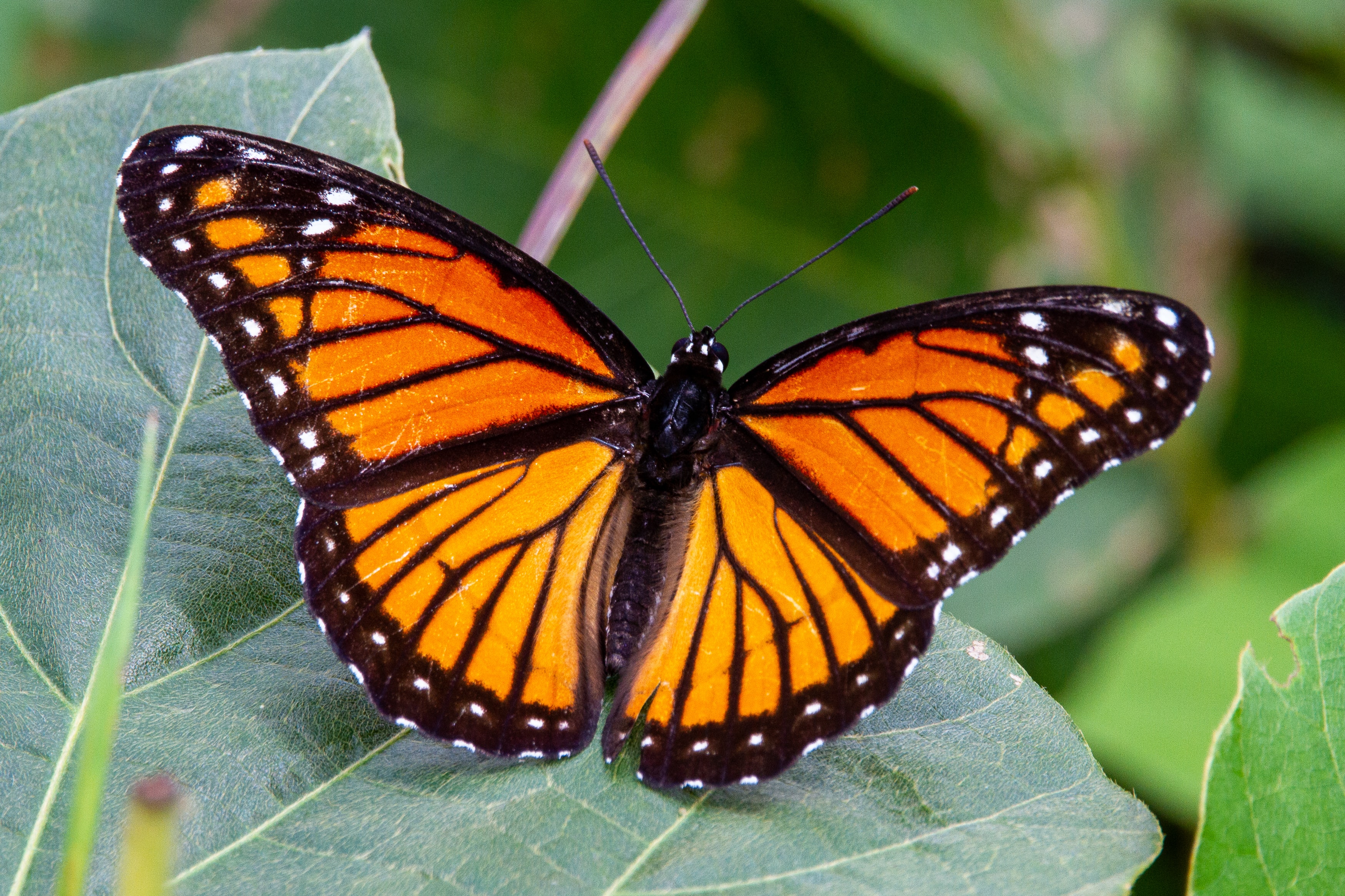 Monarch Butterfly - Fun facts